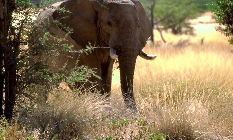 viajes lujo Elefant Travel elefante Namibia África
