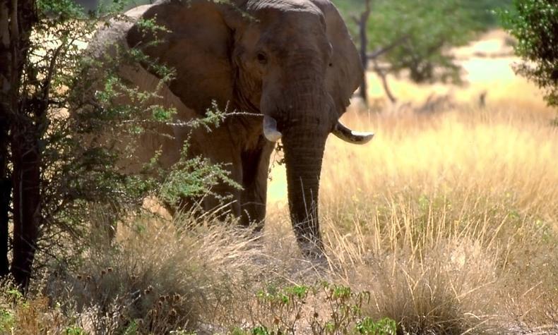 viajes lujo Elefant Travel elefante Namibia África