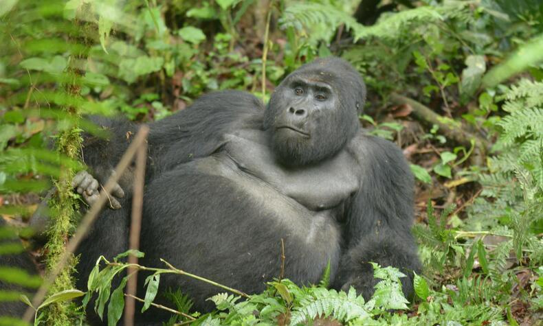 viaje uganda gorila de montaña rafiki