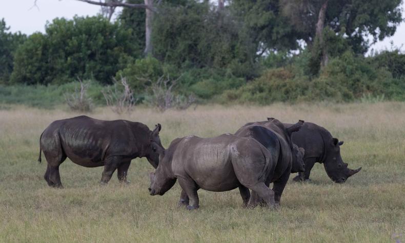 rinoceronte sudáfrica rhinos without borders