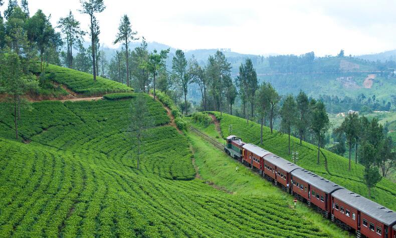 viaje sri lanka plantaciones té