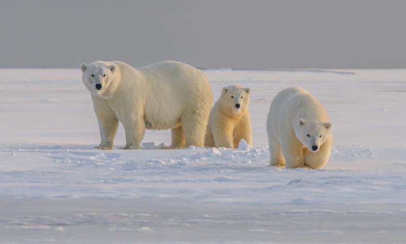 osos polares polo norte