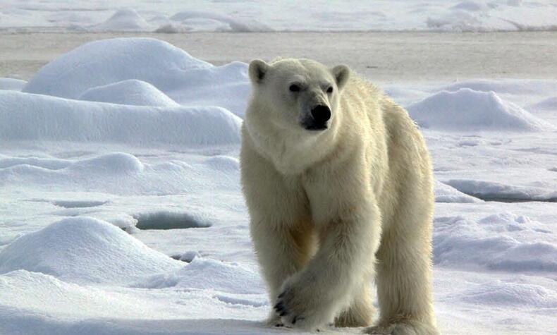 oso polar viaje a svalbard