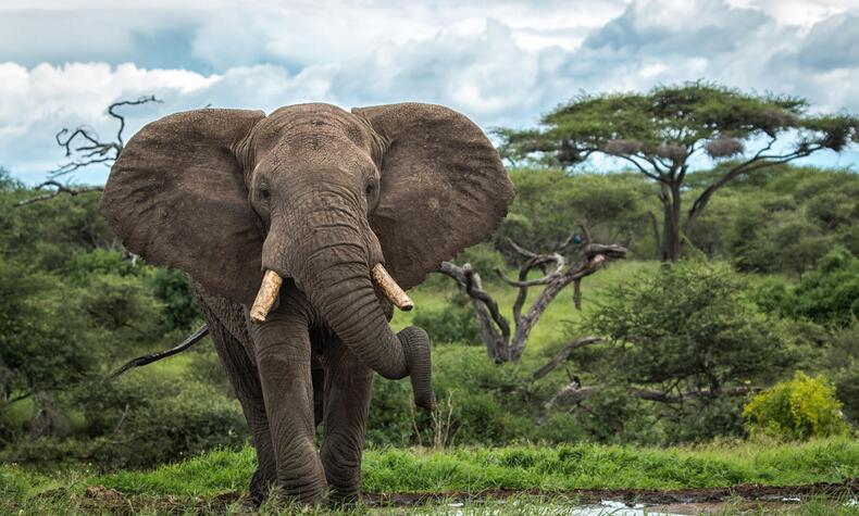 Elefante en Chyulu Hills, de Great Plains.