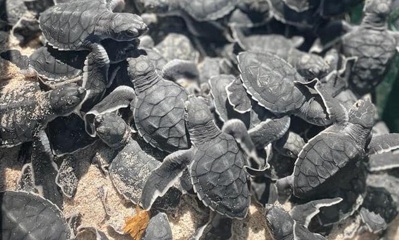 Costa Rica en el vivero de tortugas de Playa Blanca