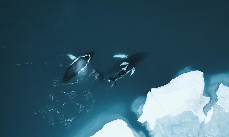 Ballenas jorobadas en Groenlandia. HX