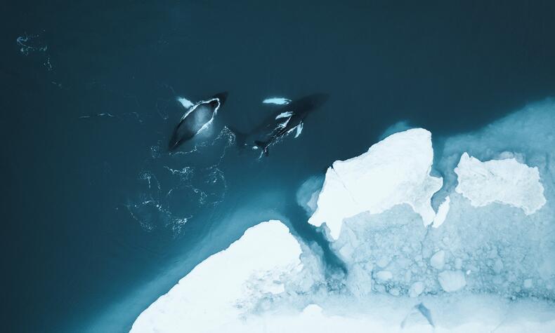 Ballenas jorobadas entre los icebergs de Groenlandia. Ballenas jorobadas Groenlandia.
