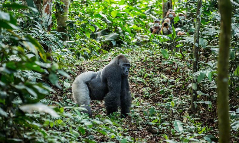 Un macho gorila en la selva congoleña