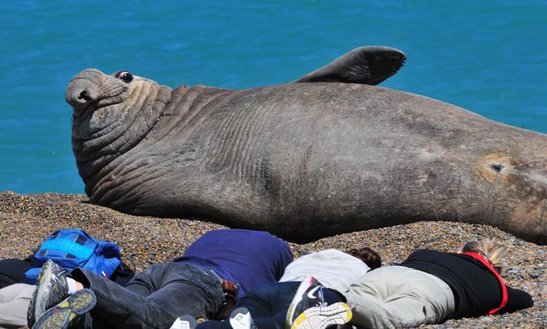 Un elefante marino del sur descansa en una playa de la Patagonia. La presencia humana y animal comparte desde hace siglos un territorio que nunca estuvo vacío.