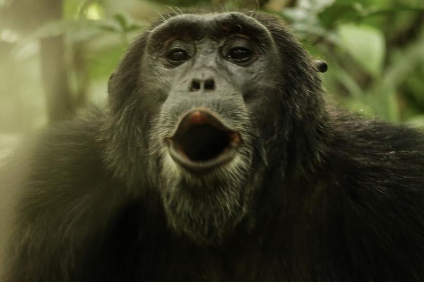 viaje lujo África naturaleza chimpancés