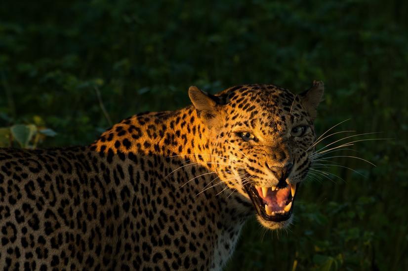 Los leopardos son animales solitarios que prefieren cazar de noche viaje lujo safari yala sri lanka wildcoast tented lodge leopardo