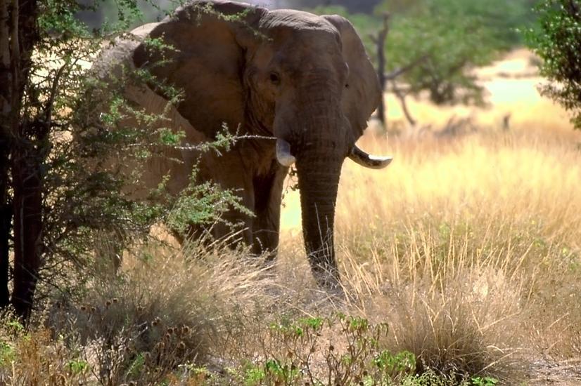 viajes lujo personalizados Elefant Travel Namibia Africa elefantes