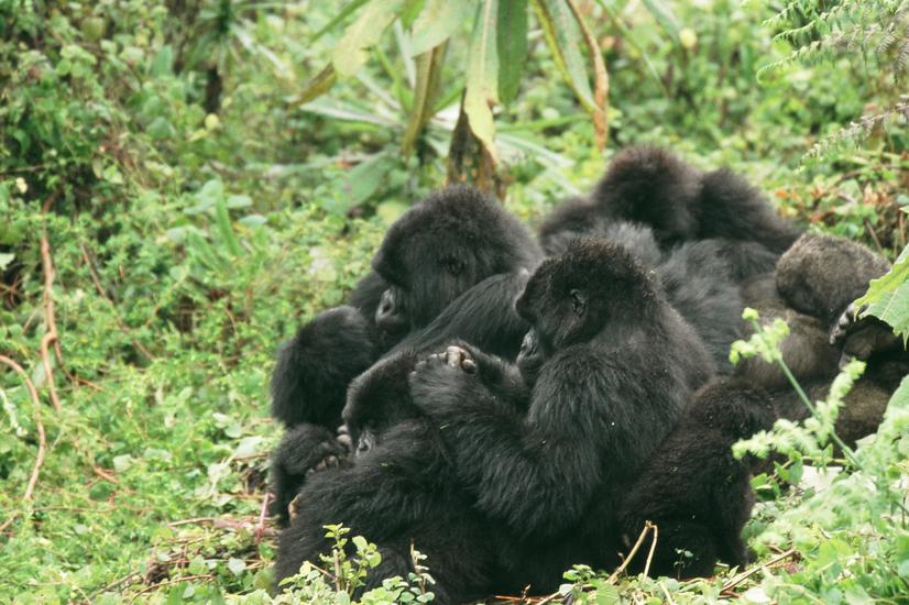 viaje lujo naturaleza África trekking gorilas Ruanda