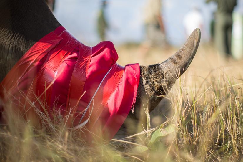 conservación rinoceronte sudáfrica rhinos without borders