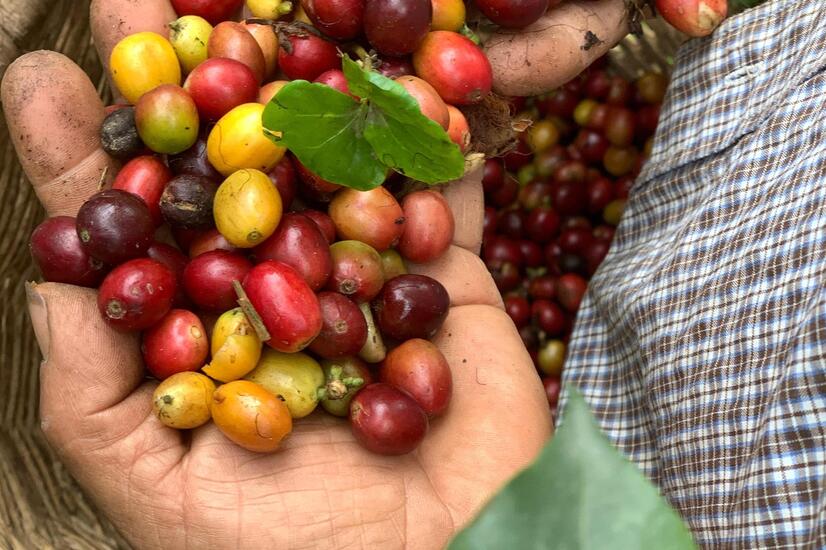 El café es una planta originaria de África que los jesuitas introdujeron en Colombia en el s.XVIII viaje eje cafetero colombia