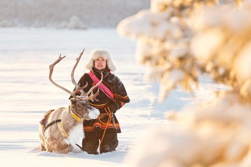 La mayoría de los pastores samis habitan en la Laponia sueca. Foto: VisitSweden samis laponia suecia reno