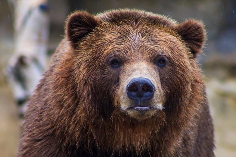 oso grizzly canadá