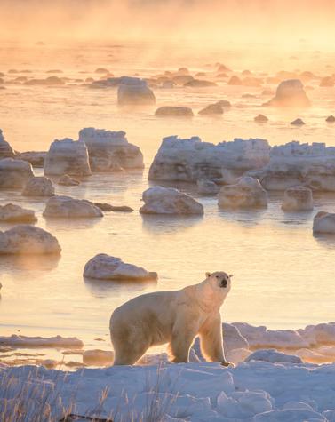 viaje lujo remoto oso polar columbia británica canadá