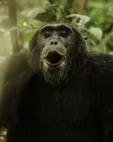 viaje lujo treking gorilas de montaña en Ruanda