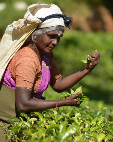 viaje lujo isla sri lanka naturaleza cultura plantaciones té