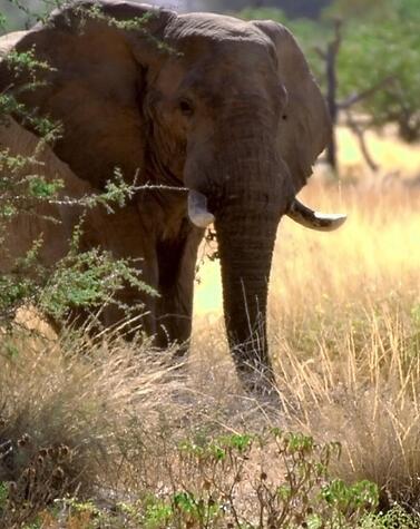 viajes lujo Elefant Travel elefante Namibia África