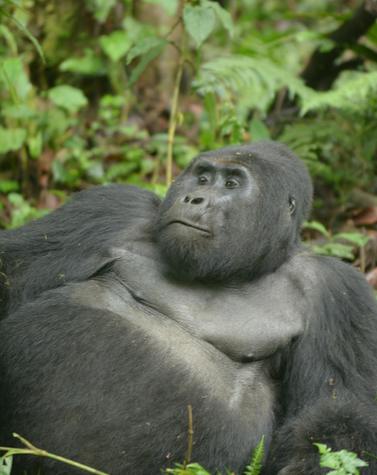 viaje uganda gorila de montaña rafiki