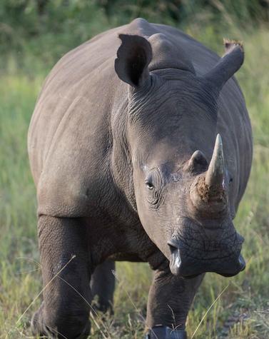 rinoceronte sudáfrica rhinos without borders