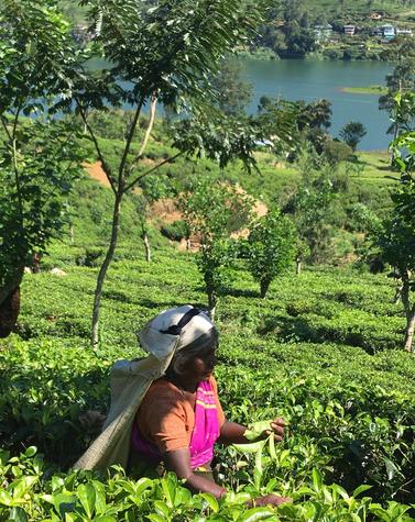 viaje sri lanka plantaciones té