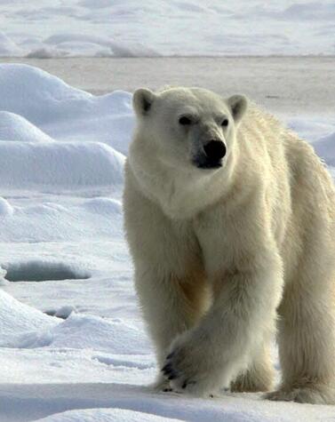 oso polar viaje a svalbard