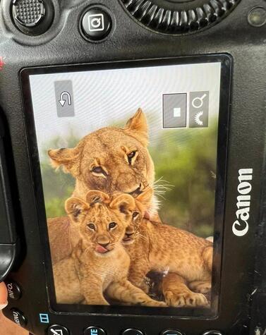 Leona con sus cachorros en Botswana. Foto de Great Plains.