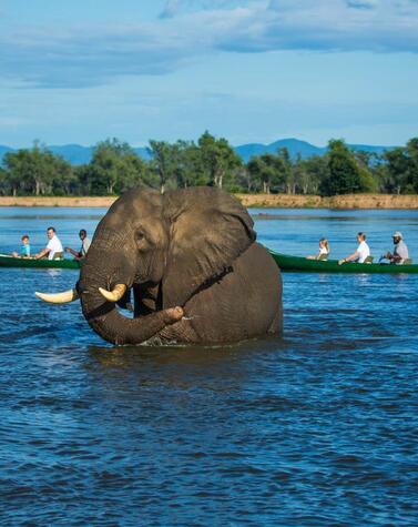 Tembo Plains Camp