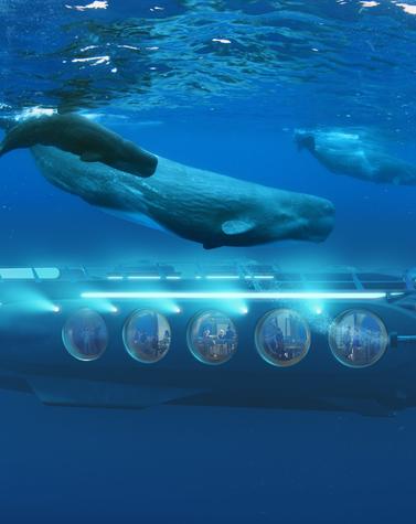 safari submarino con ballenas