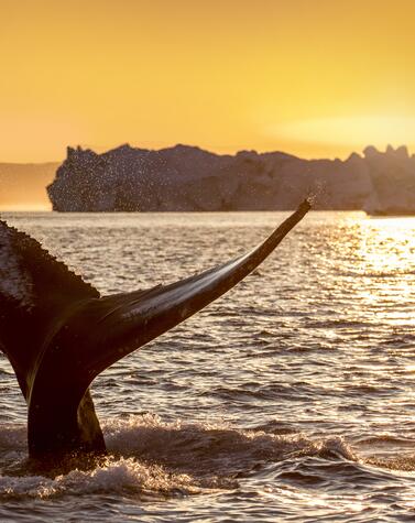 Ballena en Ilulissat. HX.