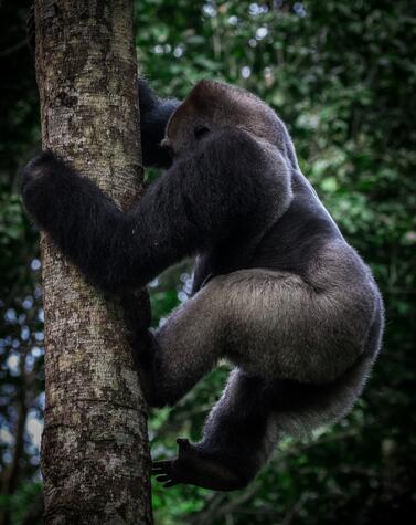 Un macho gorila en la selva congoleña