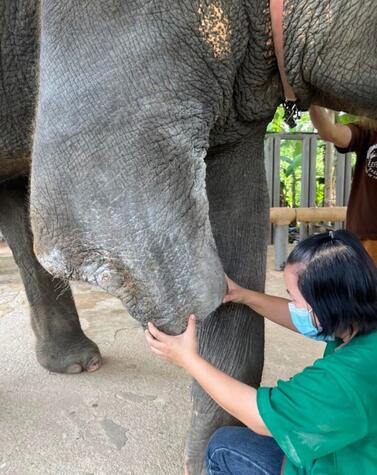 La veterinaria examina la evolución de la herida por amputación. Friends of the Asian Elephant Soraida Salwala