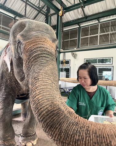 Veterinaria en el hospital de elefantes. Friends of the Asian Elephant Soraida Salwala