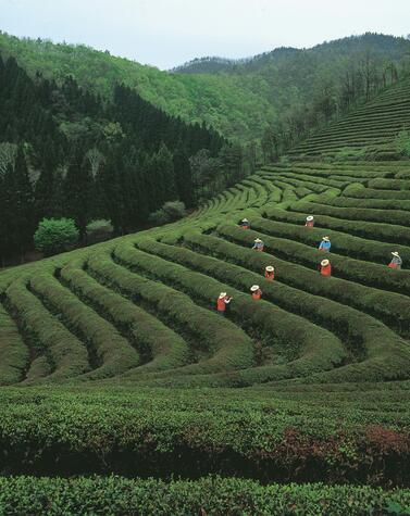 China, el camino del té y del caballo