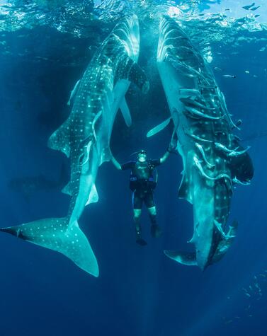 raja-ampat-indonesia-papua-buceo