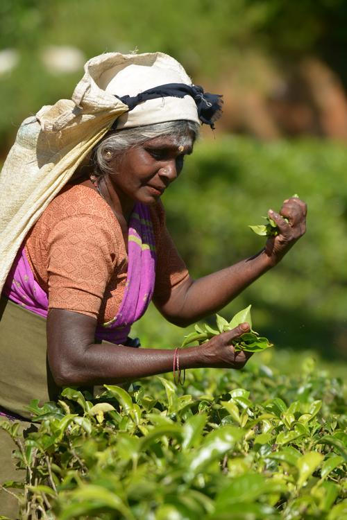 viaje lujo sri lanka experiencia plantaciones té 
