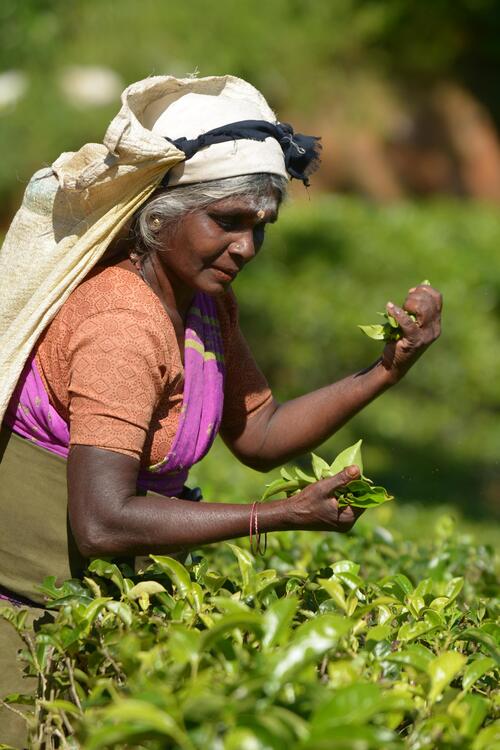 Más de un millón de habitantes de Sri Lanka trabajan directa o indirectamente en la industria del té viaje lujo sri lanka experiencia plantaciones té