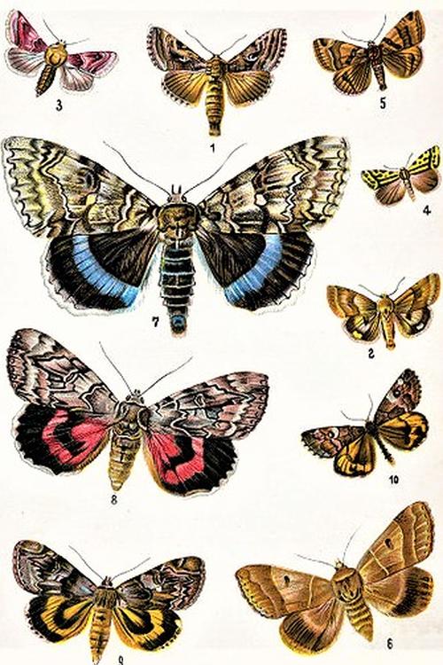 ilustración mariposas margaret fountaine