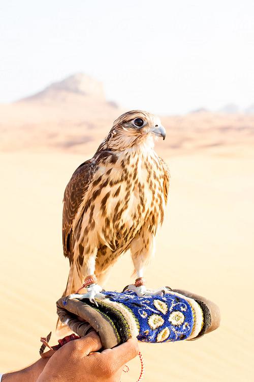 halcón desierto dubai
