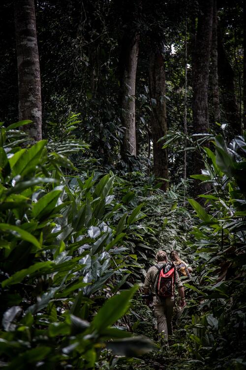 La salida en busca de gorilas se realiza al amanecer abriendo caminos por la selva Caminata por la selva en Odzala