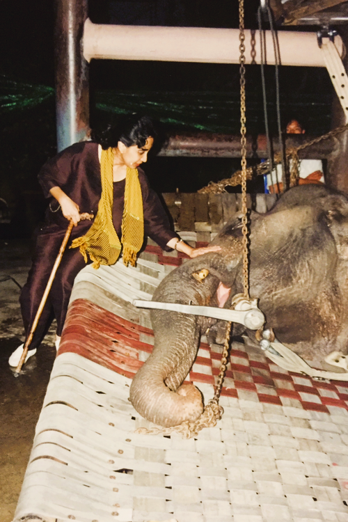 Soraida Salwala, cuida desde hace años a los elefantes que han pisado minas antipersona. Soraida Salwala hospital elefantes tailandia