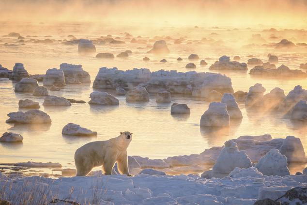 viaje lujo remoto naturaleza oso polar en Canadá ártico