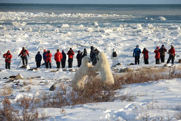 viaje lujo remoto naturaleza oso polar en Canadá Churchill Wild
