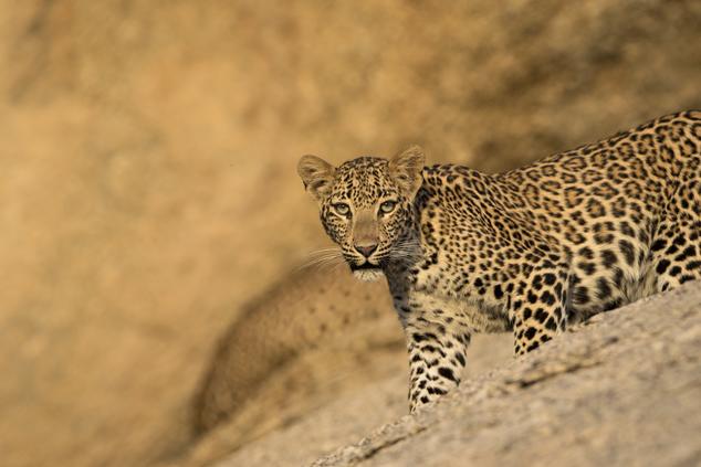 viaje lujo safari leopardo India