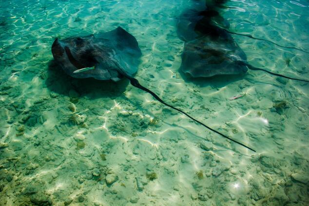 viaje lujo romántico islas remotas polinesia francesa