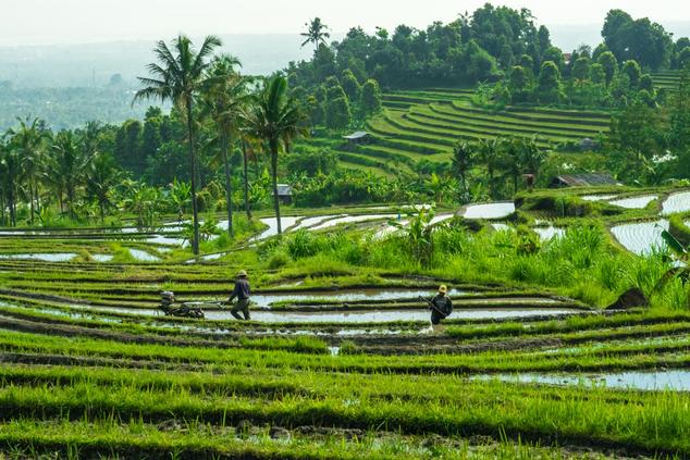viaje indonesia Campos de arroz 