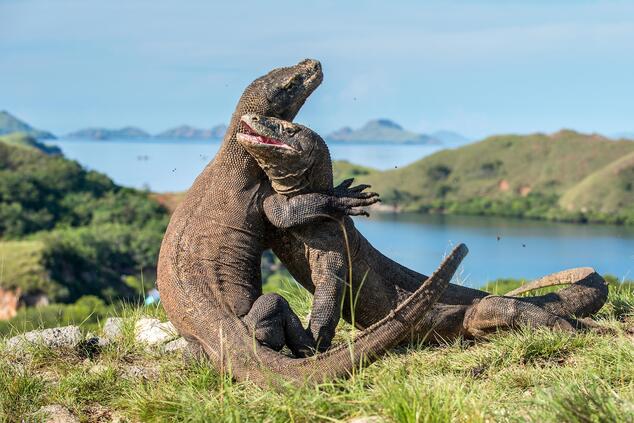 viaje lujo isla moyo dragón komodo